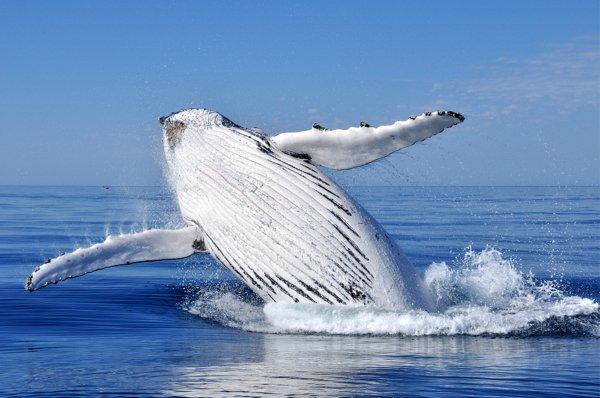 Whale Watching In Iceland