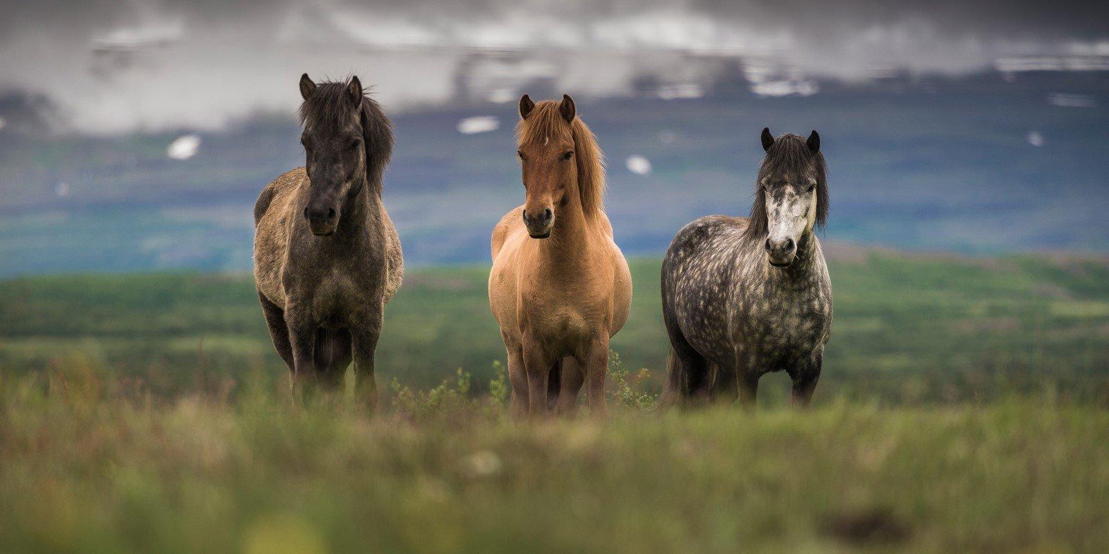 Horseback Riding Tours In Iceland